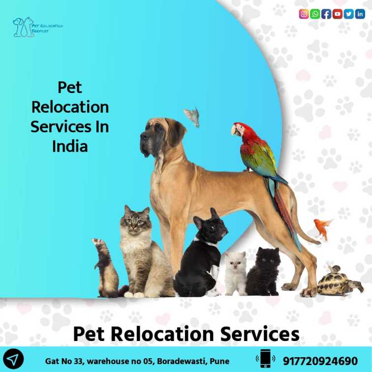 Pet Relocation Services in Trivandrum