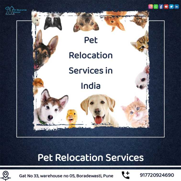 Pet Relocation Services in Delhi