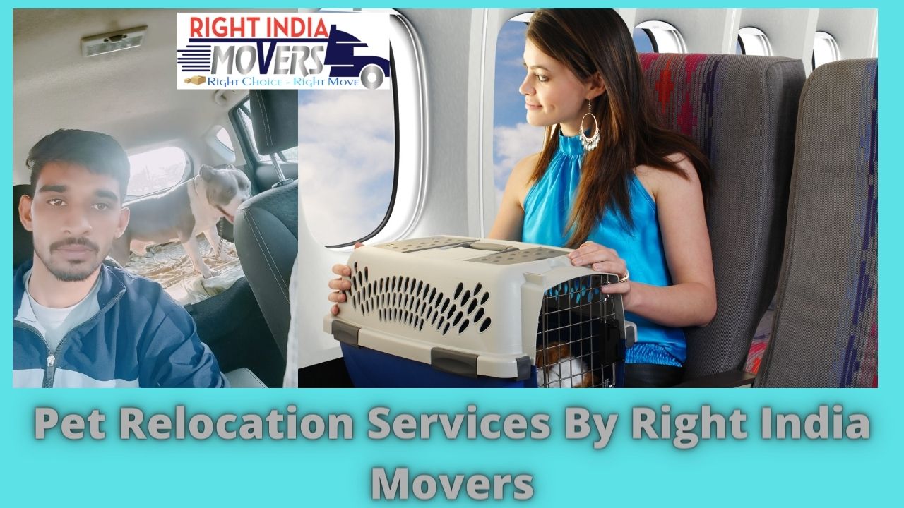 pet relocation services in chandigarh by right india movers