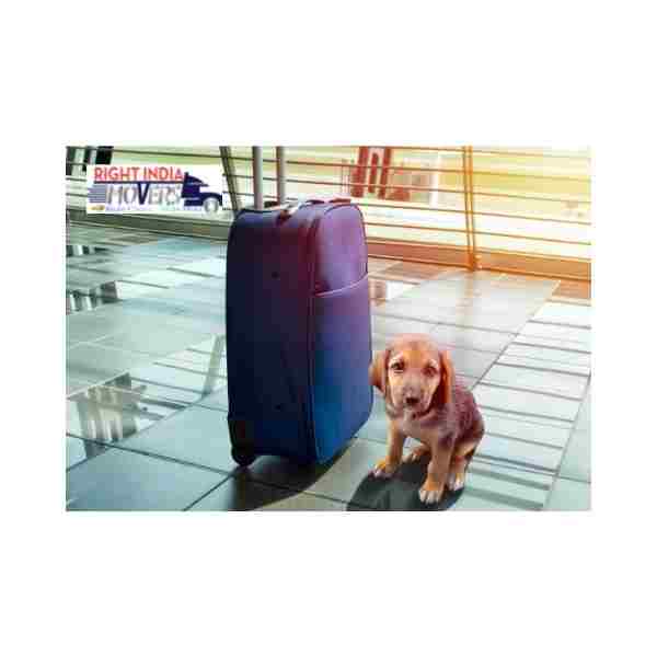 pet relocation services in chandigarh