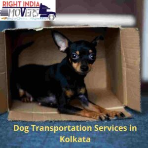 Dog Transportation Services in Kolkata By Right India Movers
