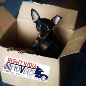 Pet Relocation Services Mumbai Dog Transportation