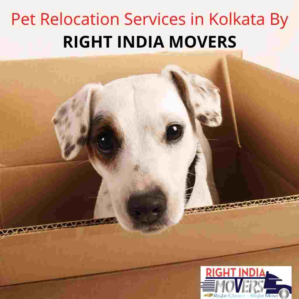 Pet Relocation Services in Kolkata