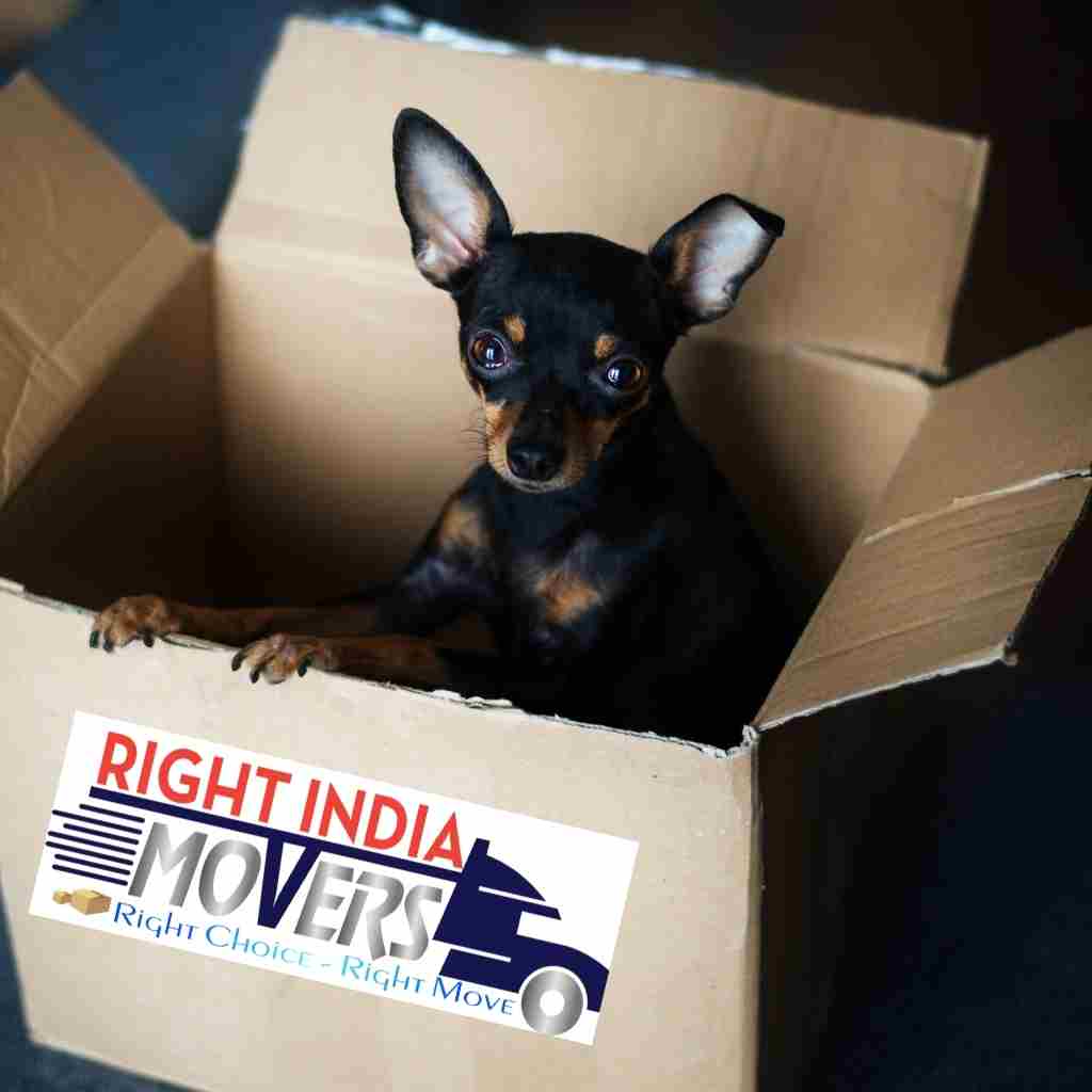 Pet Relocation in Pune