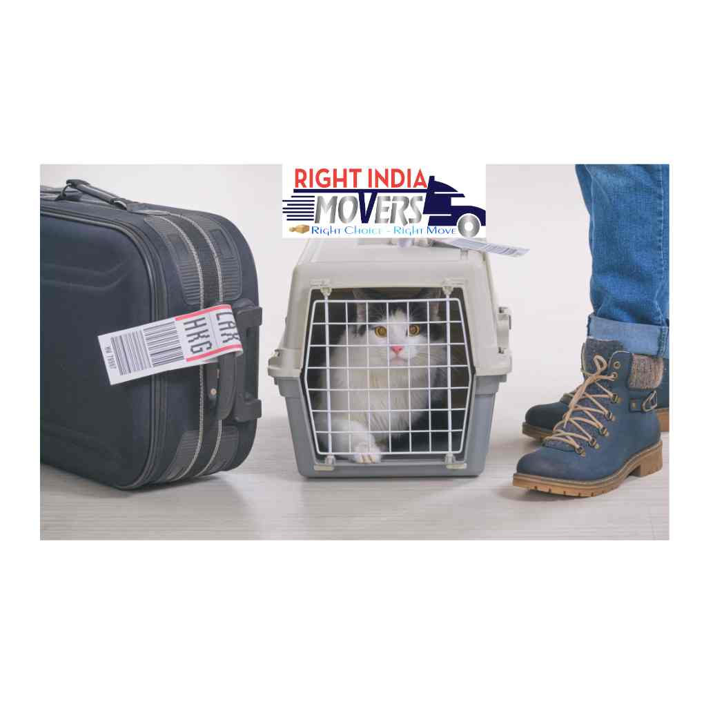 pet transport services in gurgaon