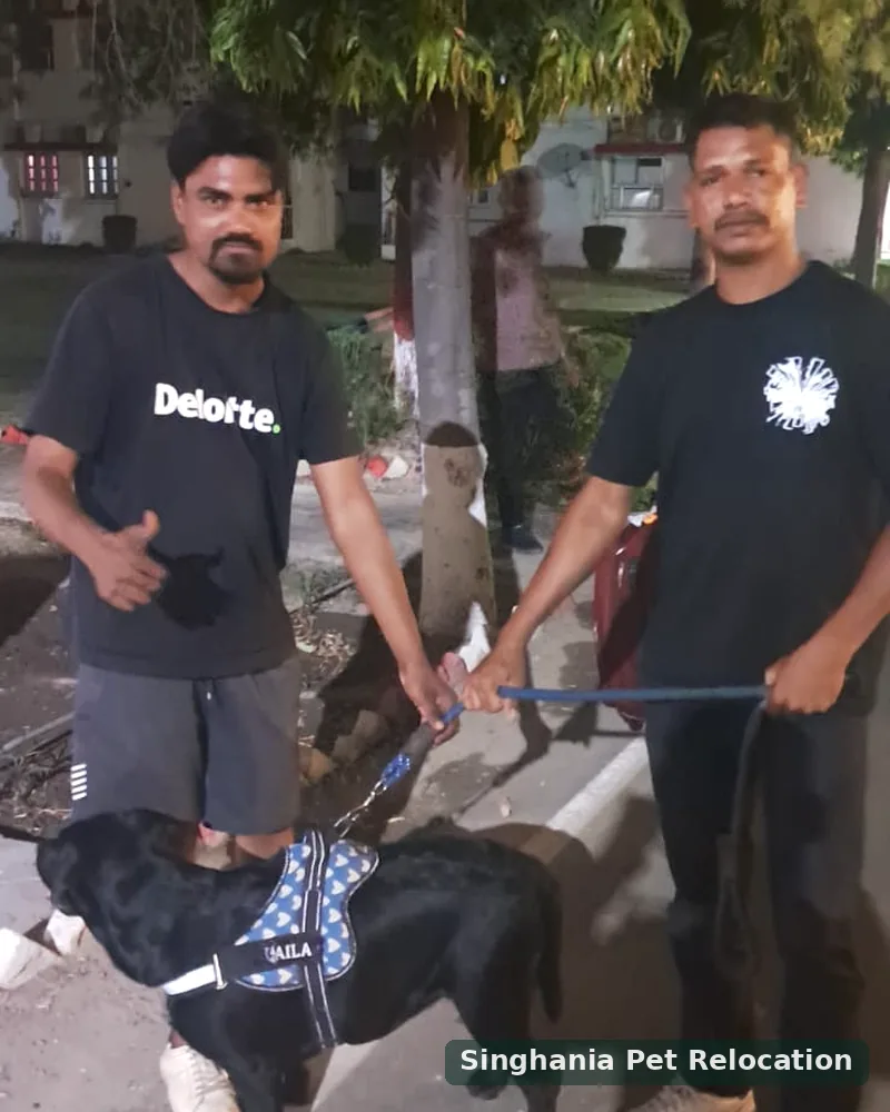 Laila Black Labrador handover after Pune to Lucknow road pet relocation by Singhania Pet Relocation