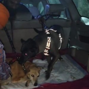Two Senior Dogs Relocated by Road