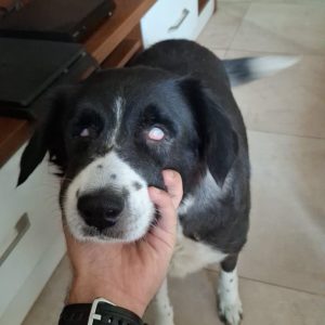 Visually Impaired Dog Bengaluru to Pune